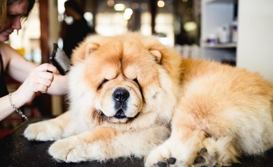 Is There Anti-freeze In My Pet Shampoo?