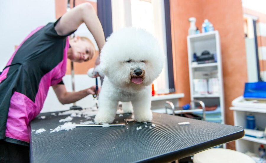 Heat Stress In The Grooming Salon