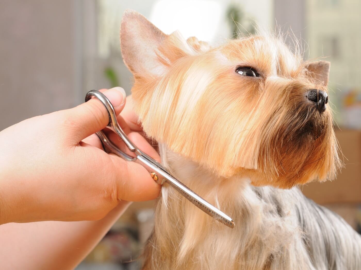 Scwt Pet Grooming Without Scissoring?