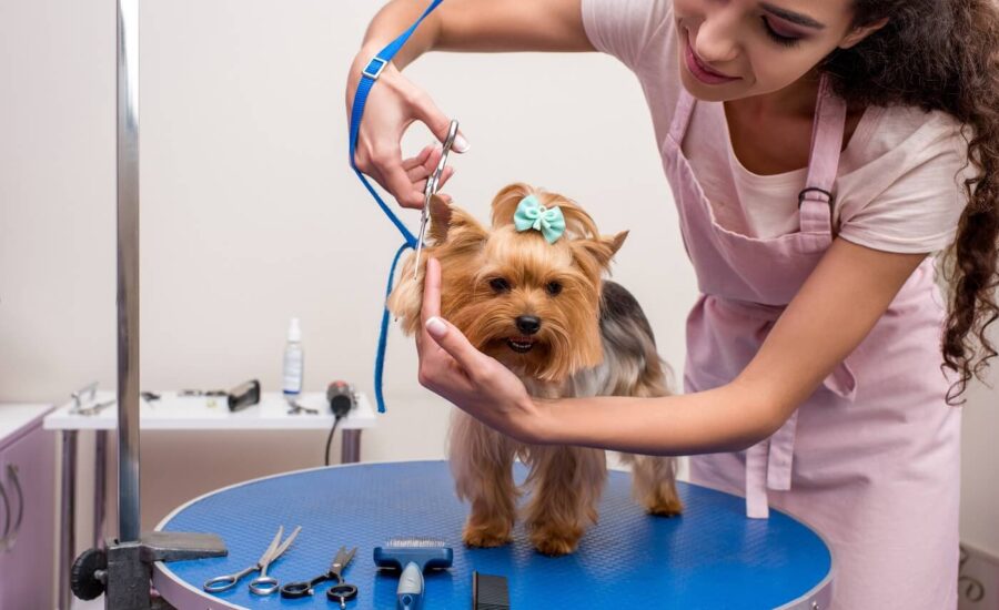 Puppy Mutt Groom